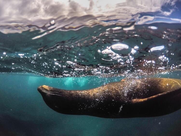 Sea lion in the water in the Galapagos