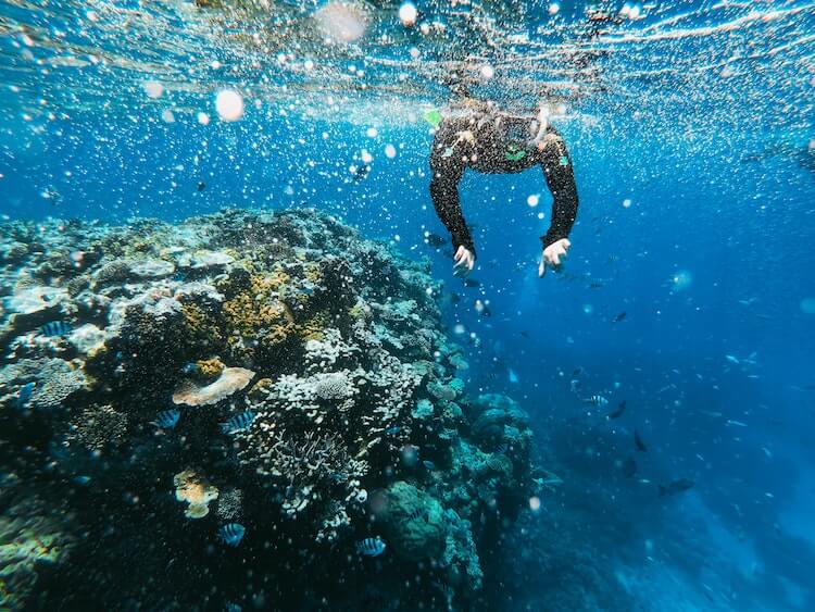 Snorkeling in the Great Barrier Reef, Australia