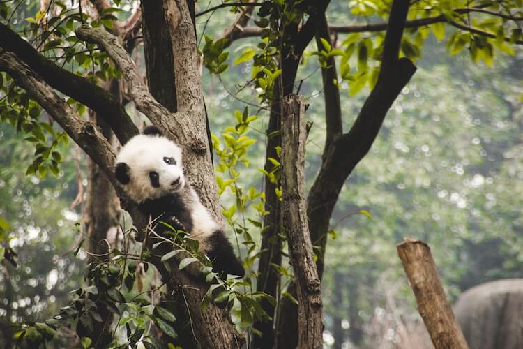 Baby Panda climbing a tree at the Chengdu Research Center in China- Best Online Virtual Tours