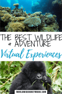 Best Virtual Tours | Virtual Safari | Adventure Virtual Tours | Virtual Visit Machu Picchu | Virtual Visit National Park | Zoo Live Cams | Virtual Travel | Virtual Travel Around the World | Travel From Home | Virtual Tours #virtualtours #travelathome #travelingathome #virtualadventure