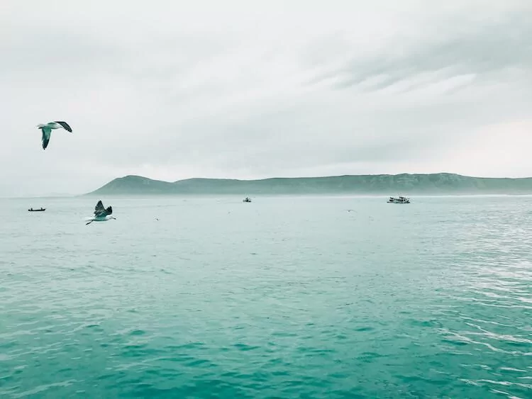 Birds flying out over Shark Alley, South Africa