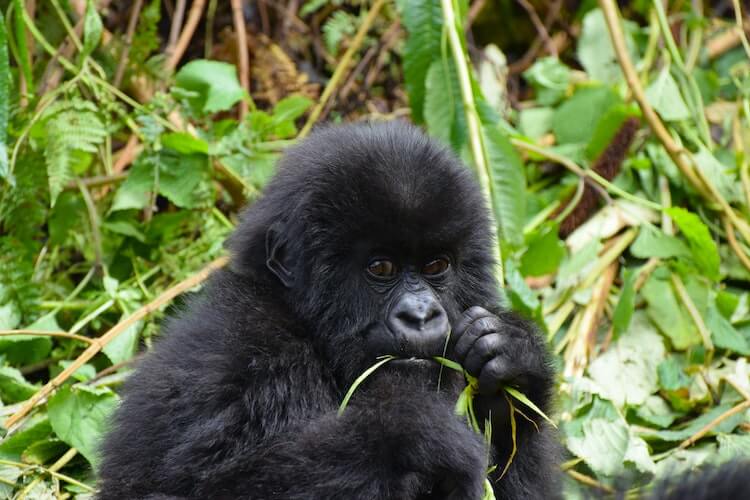 Gorilla in Uganda- Virtual Tours