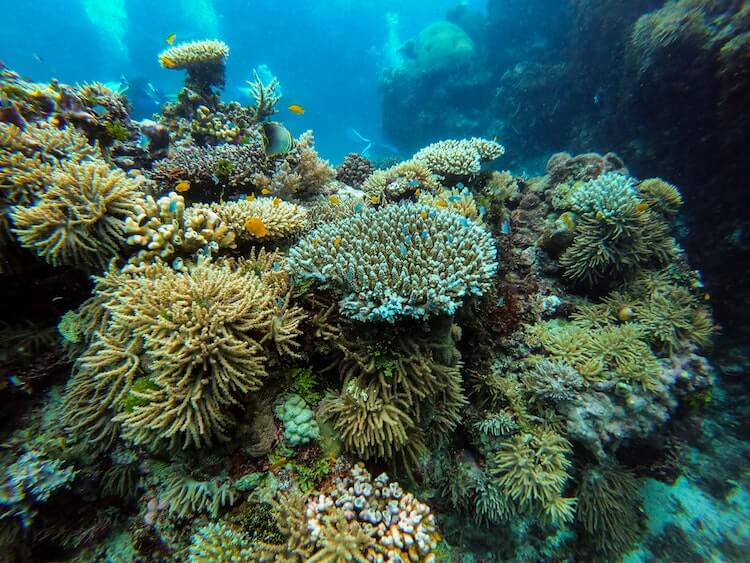Great Barrier Reef Virtual Tour