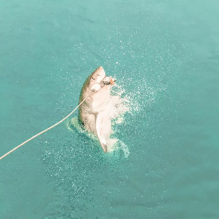 Great White Shark breaching water in Shark Alley, South Africa