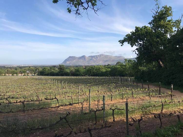 Groot Constantia vineyards