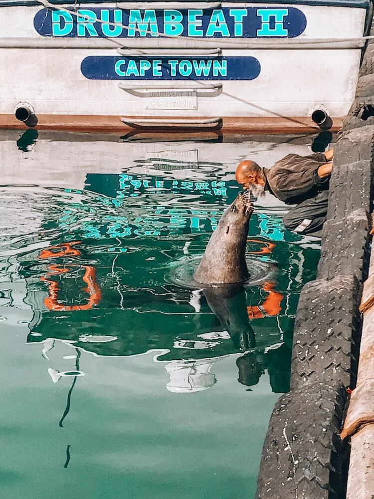 Hout Bay man feeding a fish to a seal