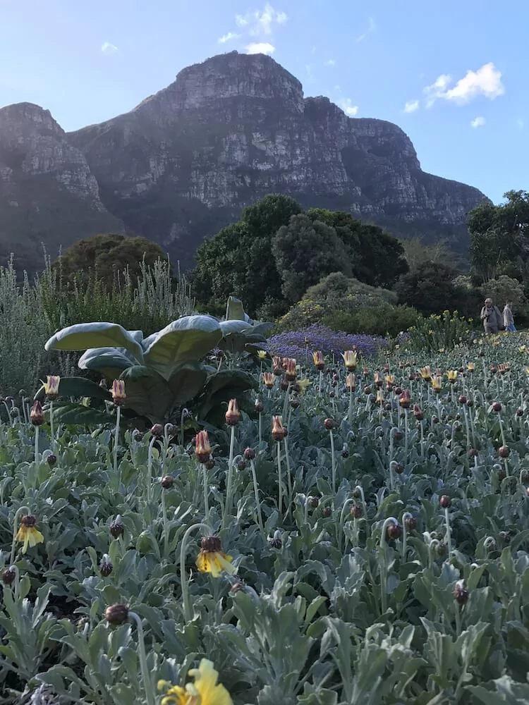 Kirstenbosch Gardens outside of Cape Town- 3 Days in Cape Town, South Africa