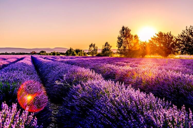 Lavender fields in Provence- Best European Honeymoon Destinations