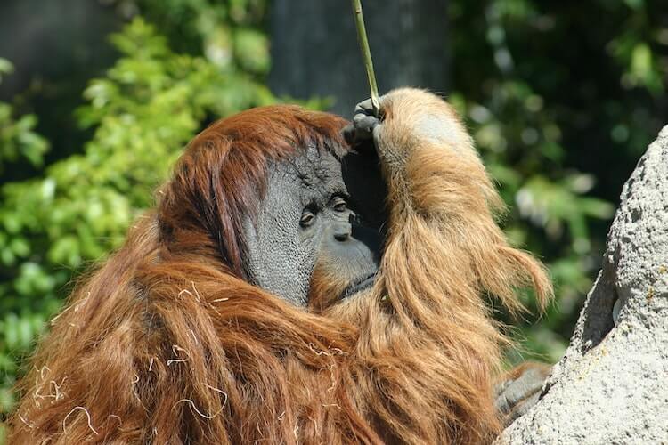 Orangutan at the San Diego Zoo- Best Virtual Tours Online