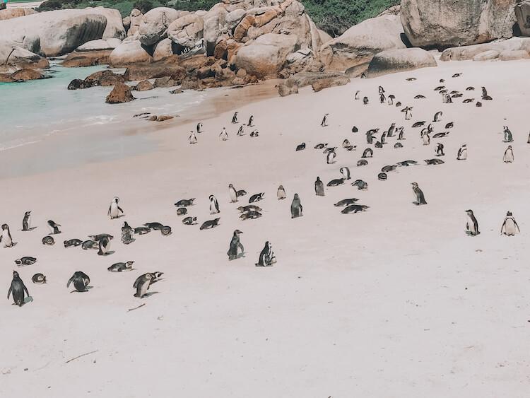 Penguin colony at Boulder's Beach, South Africa