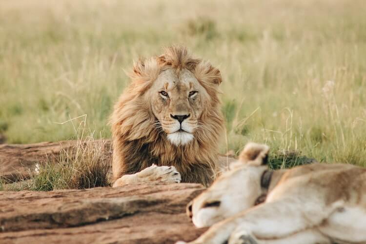 Virtual Safari in South Africa- Lions laying in the grass