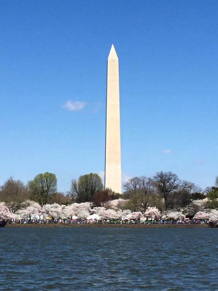 3 rejser til DC-Tidal Basin