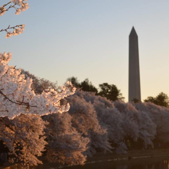 Cherry Blossoms around the Tidal Basin in DC