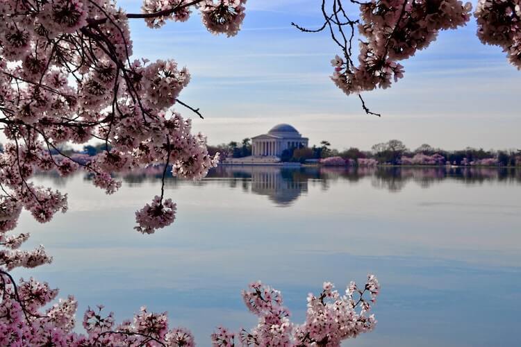 Cherry Blossoms încadrarea Memorialul Jefferson pe bazinul mareelor în DC-3 zile în Washington DC itinerariul