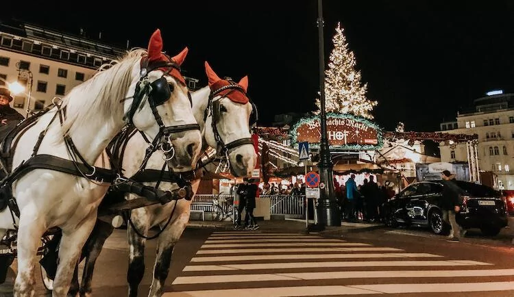 Lippizaner horses outside of the Am Hof Christmas Market in Vienna in December