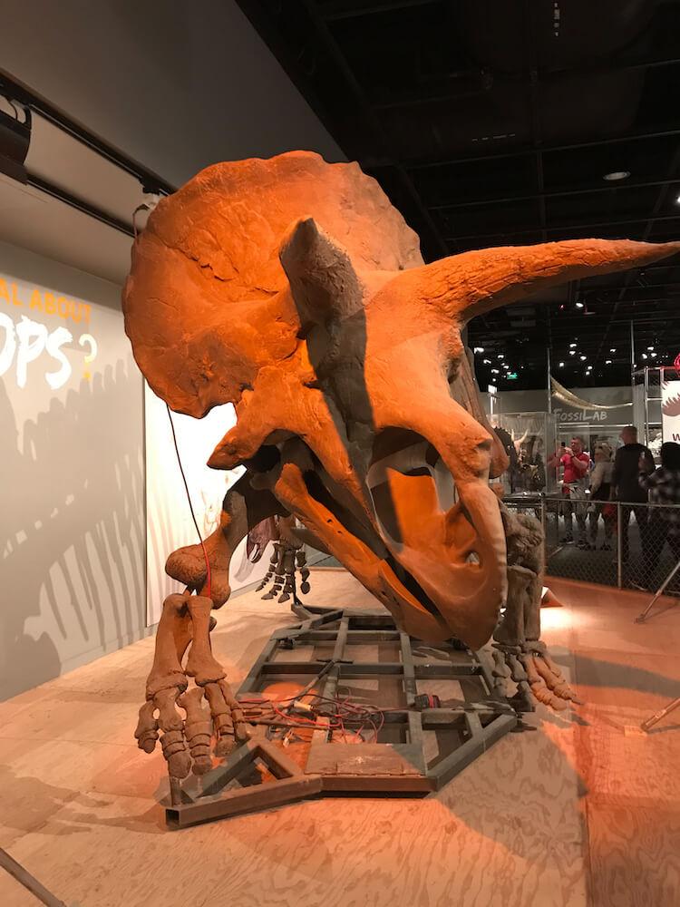 Triceratops esqueleto no Smithsonian de História Natural, Museu de