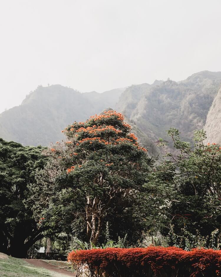 Beautiful greenery around Maui