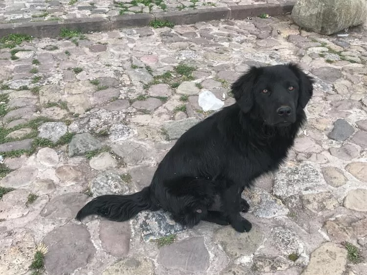 Dogs of Cusco