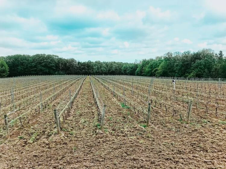 M Cellars Vineyard in Spring- Ohio Wine Country