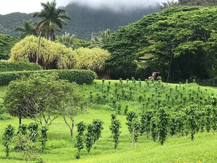 Oahu, Hawai'i Sierra Schmidt