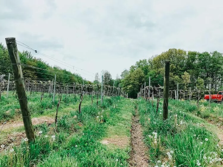 Vineyards in Northeast Ohio