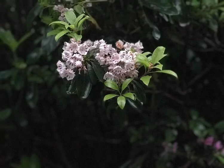 Flowers along the Mount Leconte Hike