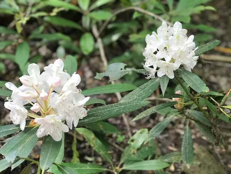 Flowers along the trails - Great Smoky Mountains Weekend Itinerary