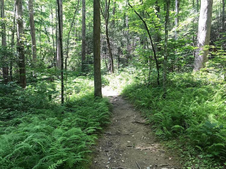 Hiking the Low Gap Trail to Mount Cammerer