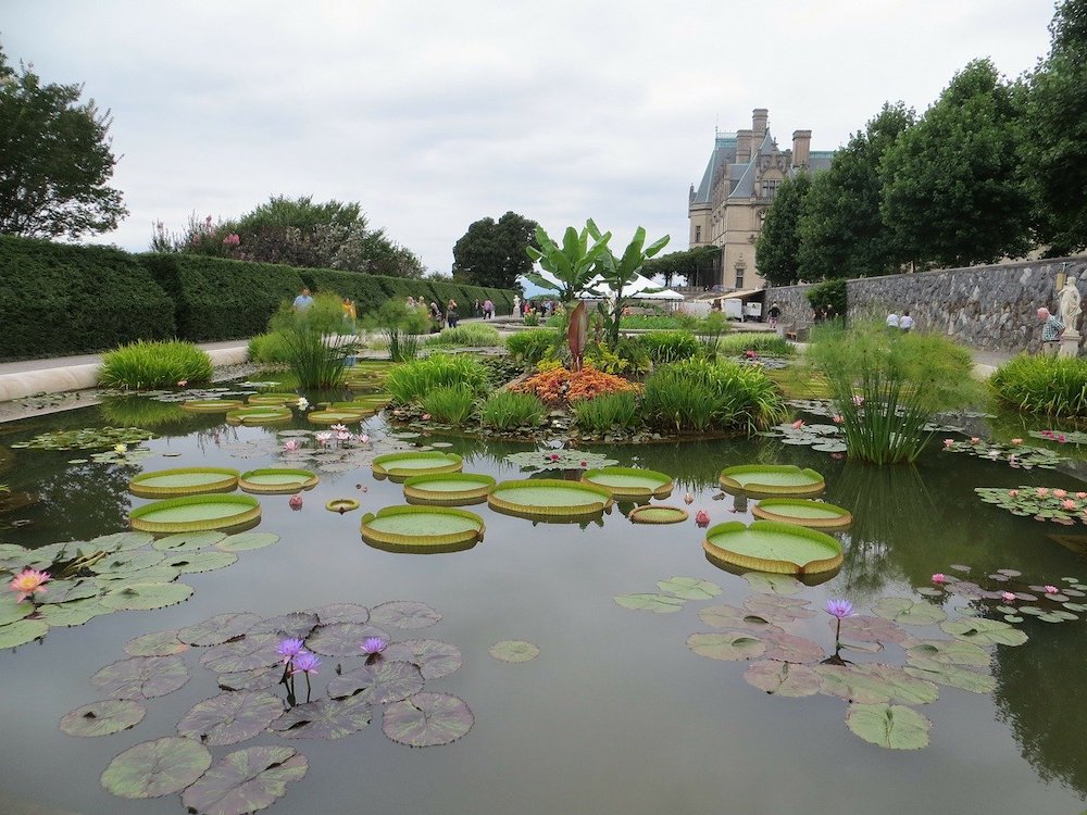 Pond with lily pads at the Biltmore | Asheville NC itinerary