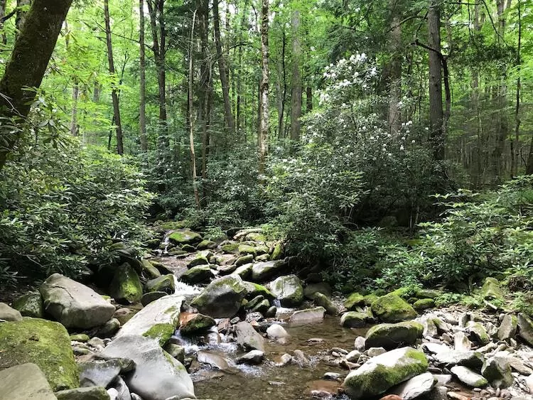 Rhododendron along a creek