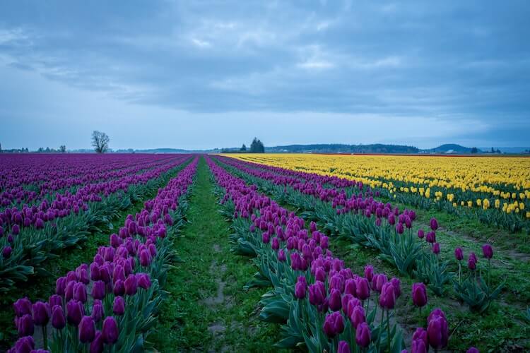 Skagit Valley Wasington looks like the tulip fields of The Netherlands