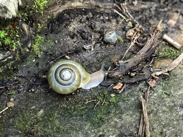 Snail close up on the AT