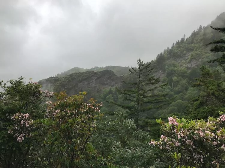 Views of the wildflowers and mountains from the Alum Cave Trail