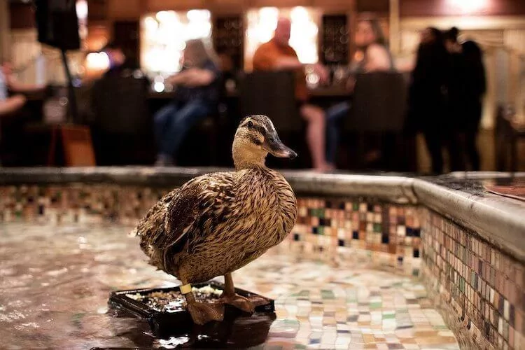 Peabody Ducks, Memphis, Tennessee - Honeymoon in Tennessee