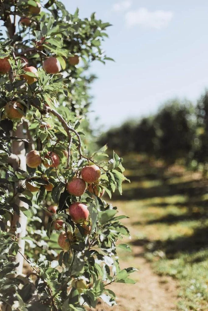 Apple Orchard in the autumn