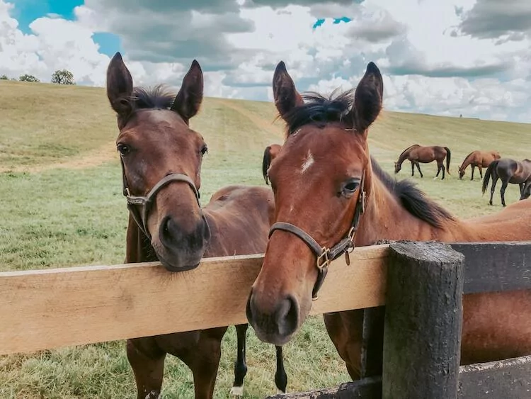 Kentucky Horse Farms