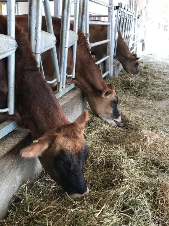 Billings Farm & Museum Dairy Cows