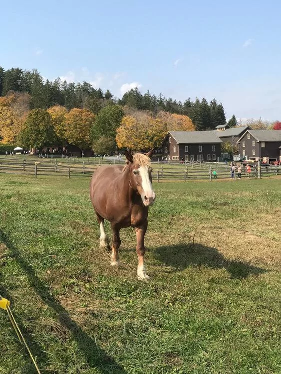 Billings Farm & Museum