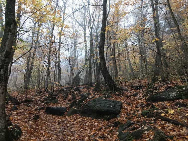 Foggy morning on the Sterling Pond Trail