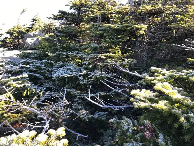 Snow on the top of Mt Killington