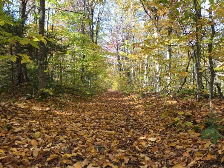 The bottom of Mt Killington Trail