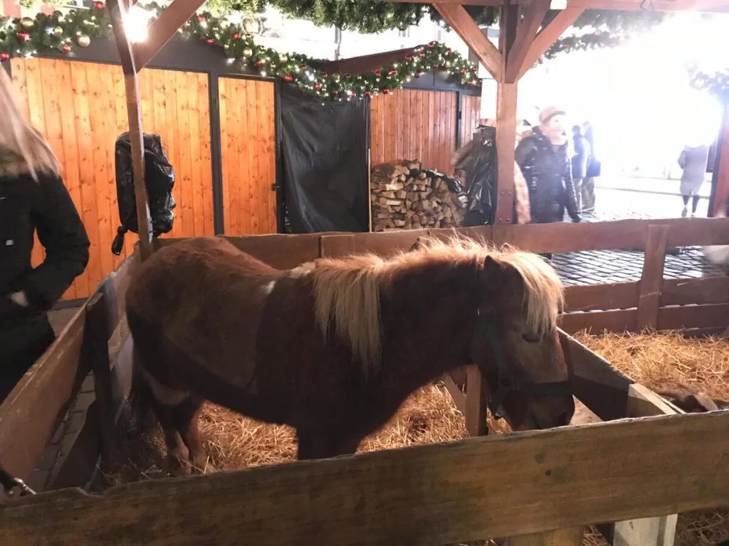 Petting Zoo at Male Namesti Christmas Market