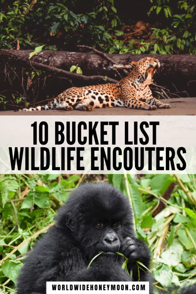 These are the top 10 Bucket List Wildlife Experiences | Wildlife Photography | African Safari Tips | Bucket List Destinations | Bucket List Experiences | Safari Tips South Africa | Borneo Travel | Animals in the Wild | Animals in the Jungle | Amazon Rainforest Animals | Amazon Rainforest Travel | Travel Photography Animals | Travel Animals Adventure | Wildlife Destinations | Wildlife Travel Destinations