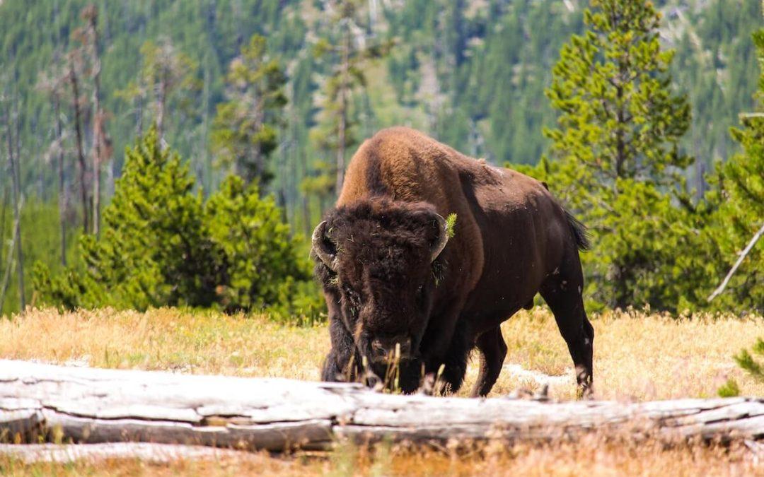 The 10 Best Wildlife Trips in North America