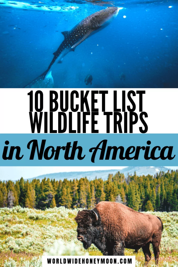 These are the 10 bucket list wildlife trips in North America | Wildlife Photography | Yellowstone National Park Animals | Animals in North America | North American Animals | Whale Shark Diving Mexico | La Jolla Sea Lions | Bucket List Wildlife | Wildlife Tours | Trips for Animal Lovers | North America Travel | US Travel | Mexico Travel | Swimming with Sharks Bahamas | Flamingos in the Bahamas | Bucket List Adventures