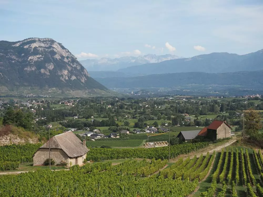 Savoie Wine Tour | Things to do in Annecy | Mountains in the background with vineyards in the foreground