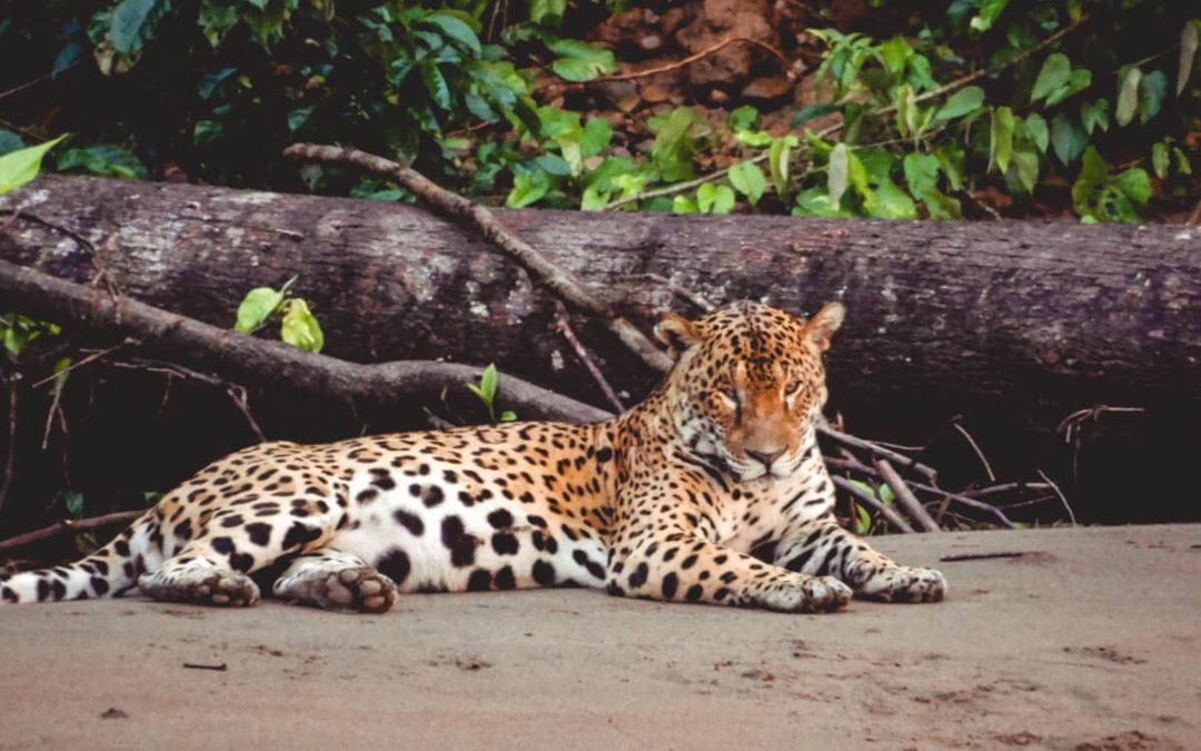 Top 10 Bucket List Wildlife Encounters