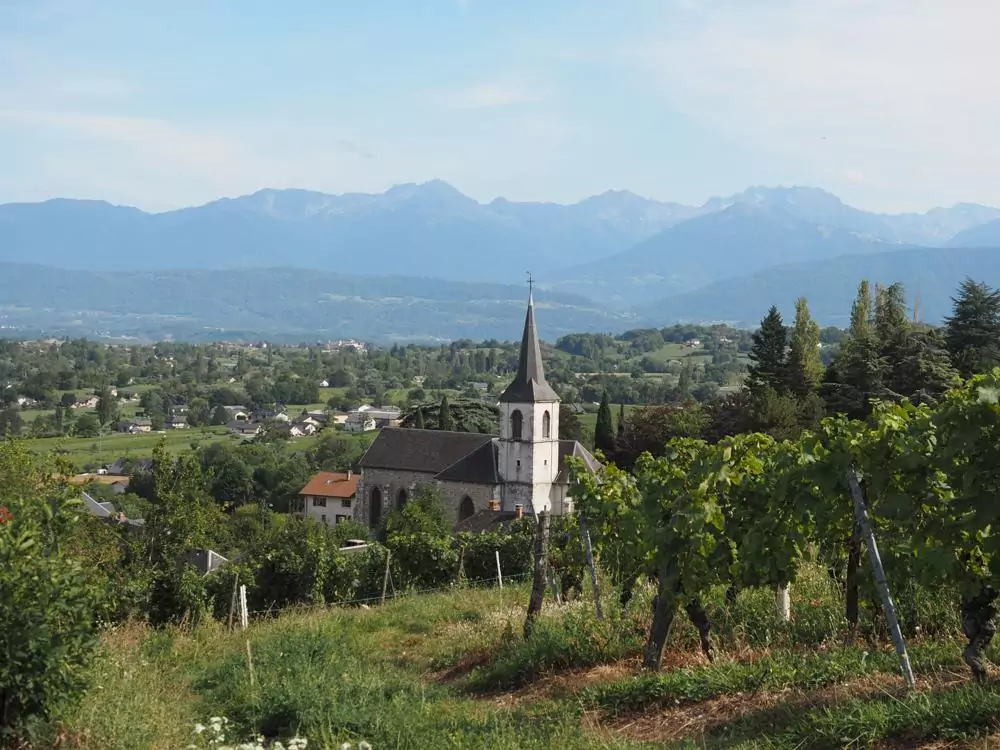 Vineyard in the foreground with a church further out as the focal point and mountains in the distance