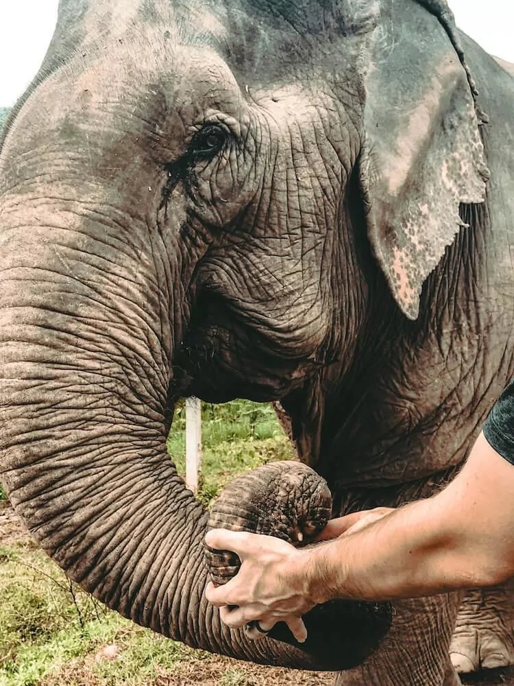 Looking into the eyes of an elephant at Elephant Nature Park