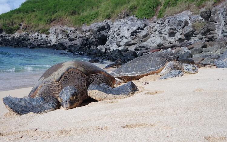 2 sea turtles laying on the beach in Maui - Honeymoon Destinations in the USA